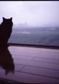 恶猫开场背景音乐